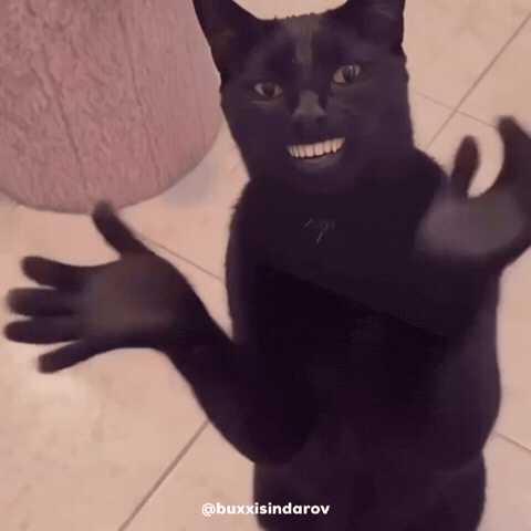 Cat says no